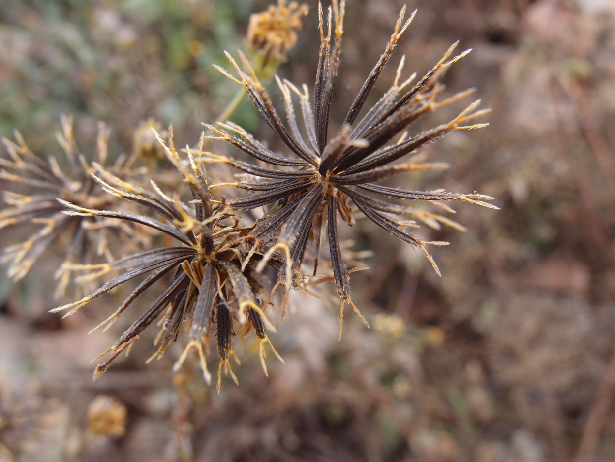 2018-01-16 12 Uhr - Im Shivapuri Nagarjun National Park (Nagi Gumba) (Foto) 
